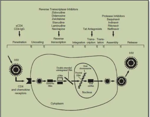 Gambar 2.2 Siklus hidup HIV dan site action antiretroviral (Calles et al, 2010). 