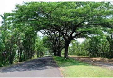 Gambar 6.5 Pohon tanjung 