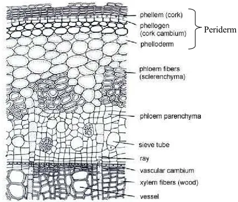 Gambar Letak Periderm (Phellem, Phellogen, dan Phelloderm) 