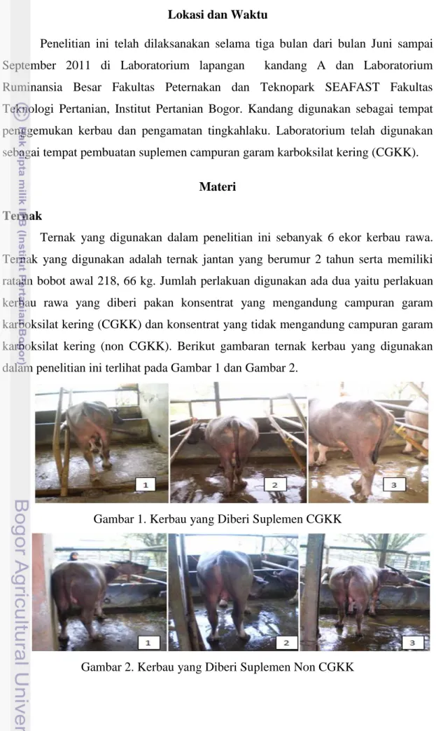 Gambar 1. Kerbau yang Diberi Suplemen CGKK 
