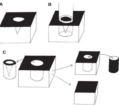Gambar 4. Teknik punch (A) punch eksisi, (B) punch elevasi, (C) punch grafting 