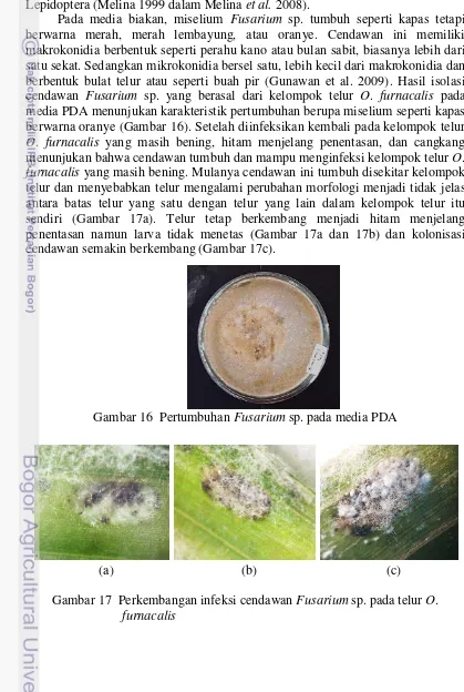 Gambar 17  Perkembangan infeksi cendawan Fusarium sp. pada telur O. 
