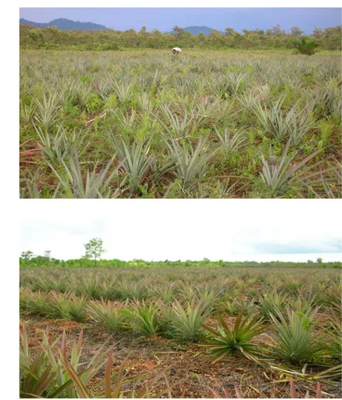 Gambar 9 Kondisi kebun nenas pada lahan aluvial (a) dan lahan gambut (b). 