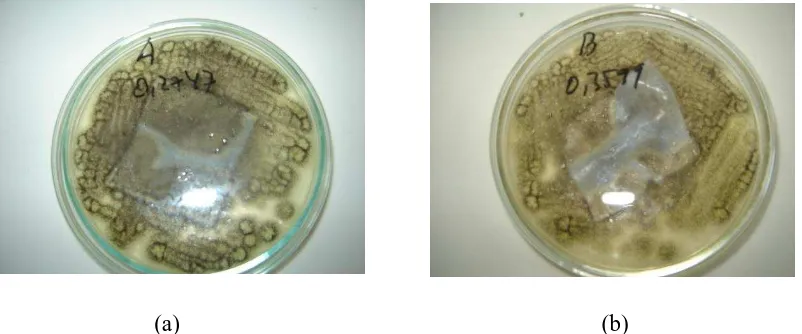 Gambar 4.2. (a). Spesimen Film dengan Serbuk dalam Media  A. Niger                     (b)