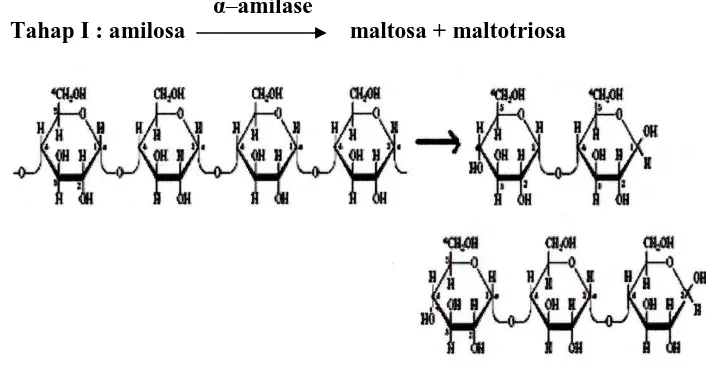 Gambar 4.4. Penguraian Amilosa Menjadi Maltosa dan Maltotriosa 