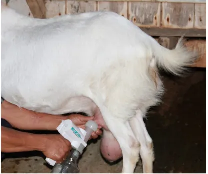 Gambar 5. Susu kambing yang diperah dengan cara higienis  merupakan bahan ideal untuk membuat yogurt 