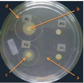 Gambar 2  Pembentukan zona hambat oleh rizobakteri koleksi pada biakan Xoo.  Tanda panah: (a) patogen Xoo, (b) kertas saring, (c) rizobakteri, dan (d) zona hambat rizobakteri terhadap Xoo 