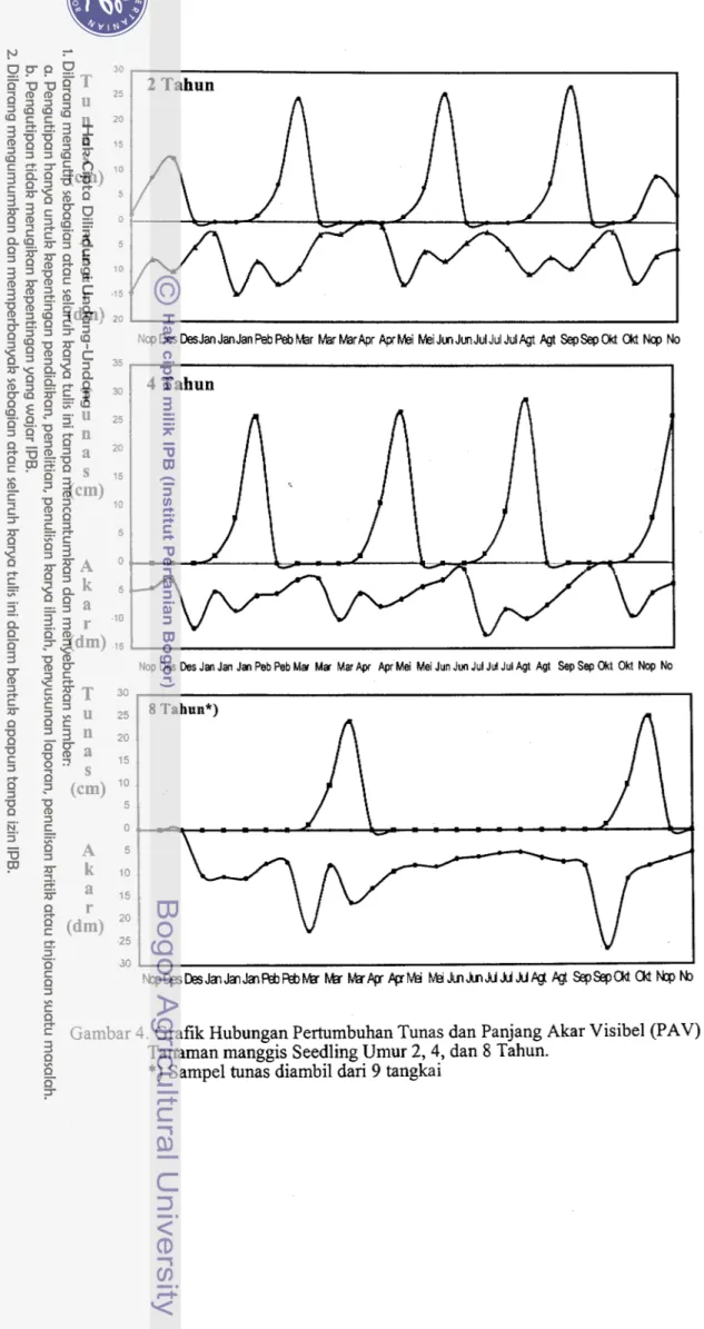 Gambar 4. Grafik Hubungan Pertumbuhan Tunas dan Panjang Akar Visibel (PAV)  Tanarnan manggis Seedling Umur  2,4,  dan 8 Tahun