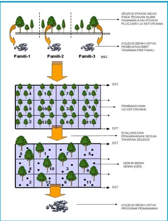 Gambar 9. Tahapan pembangunan Kebun Benih Semai (KBS)  