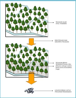 Gambar 2. Tahapan penunjukan Tegakan Benih Teridentifikasi (TBI) 