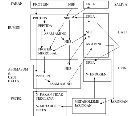 Gambar 1 Metabolisme Nitrogen pada ruminansia (Perry 1980). 
