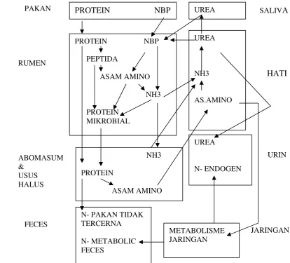 Gambar 1 Metabolisme Nitrogen pada ruminansia (Perry 1980). 