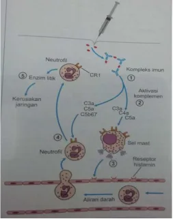Gambar 3. Reaksi Arthus 