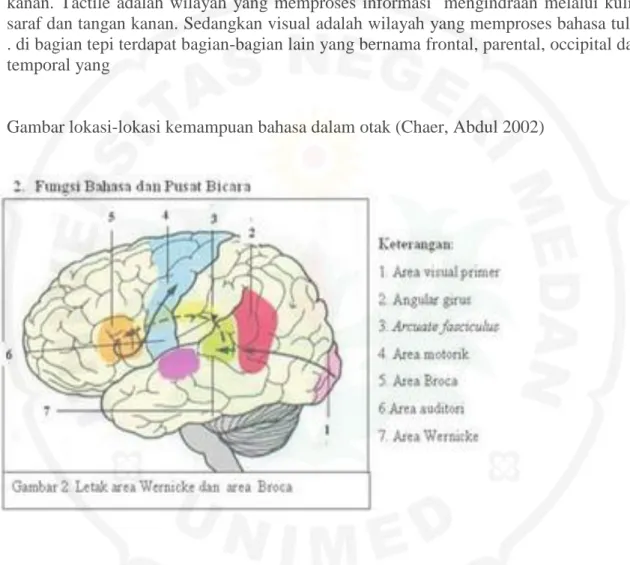 Gambar dibawah ini menunjukkan wilayah dalam otak yang ada kaitannya dengan  kegiatan  berbahasa
