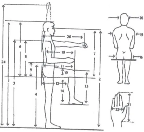Gambar 1.1. Anthropometri tubuh manusia yang diukur dimensinya  (Sumber data : Nurmianto, 1998) 