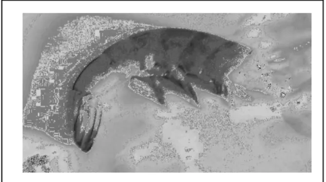 Gambar 4. Udang HL (HeadLess).