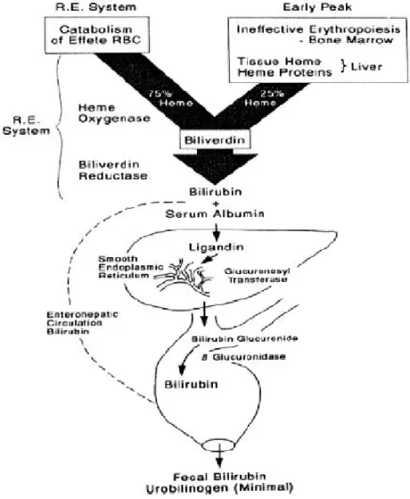 Gambar 1. Metabolisme bilirubin 