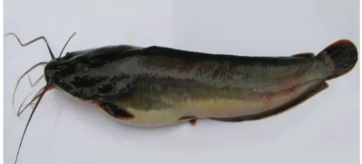 Gambar 2  Ikan lele dumbo (koleksi pribadi).  