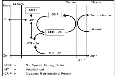 Gambar 1. Penyerapan Zn di usus (Berdainier 1998). 