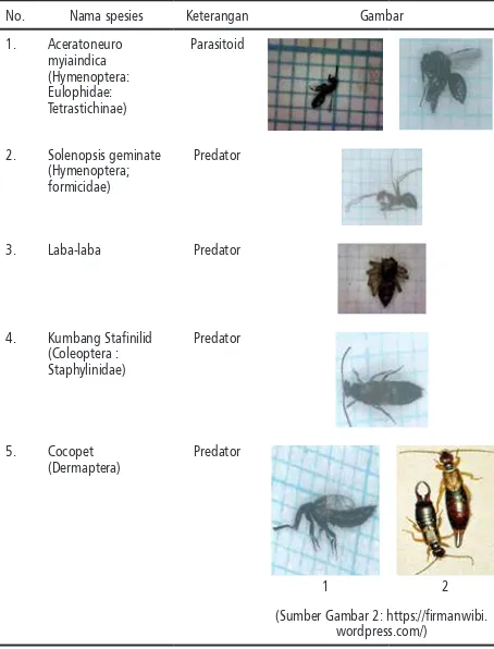 Tabel 1. Parasitoid dan predator yang diduga menjadi musuh alami lalat buah pada saat pengambilan buah dan pemeliharaan larva lalat buah dari buah terserang di lapang