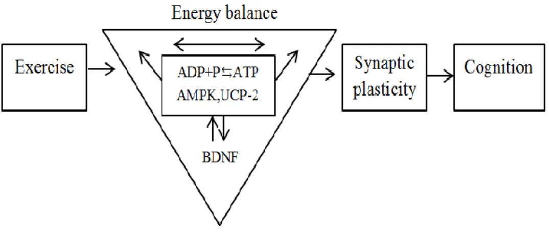 Gambar 1. Pengaruh olahraga terhadap metabolisme energi  Sumber: Gomez-Pinilla, F., C