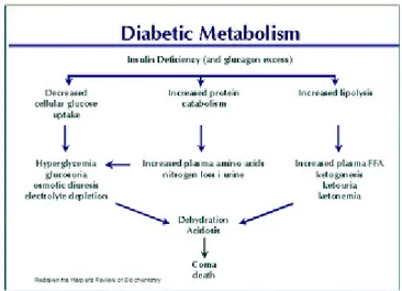 Gambar 2.2 Diabetic Metabolism f.        Kerja Insulin :           