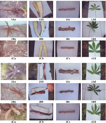 Figure 2. Morphology of cassava, the varieties of Adira-1 and Cabak Macao from various areas of the heights