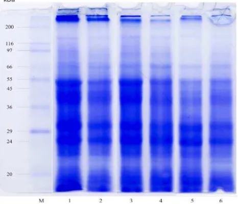 Figure 5. Protein banding pattern of cassava leaf varieties of Adira-1 (1, 3, 5) and Cabak macao (2, 4, 6)