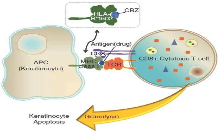 Gambar 2. Apoptosis keratinosit yang diinduksi sinaps imun dari interaksi obat 
