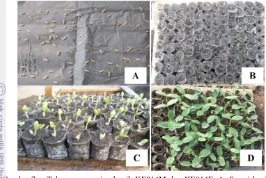 Gambar 7.  Tahap penyemaian benih KE014M dan KE014F: A. Semai benih; B. Pindah polibag; C