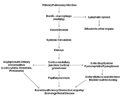 Gambar 1. Patofisiologi TB Renal10 