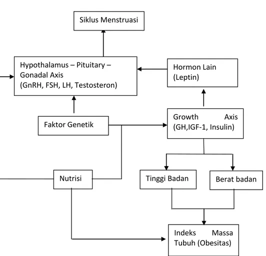 Gambar  2. Kerangka Teori (Jones, 2002) Siklus Menstruasi Hypothalamus – Pituitary – Gonadal Axis (GnRH, FSH, LH, Testosteron)  Hormon Lain (Leptin) 