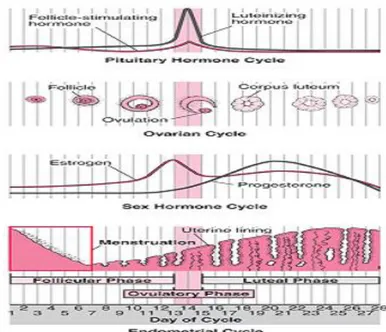 Gambar 1. Siklus Endometrium 