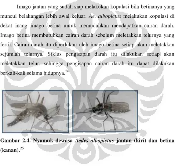 Gambar  2.4.  Nyamuk  dewasa  Aedes  albopictus  jantan  (kiri)  dan  betina  (kanan)