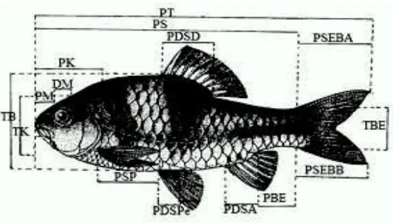 Gambar 3.2 Karakteristik morfometrik ikan berdasarkan karakteristikSharifuddin (2012)