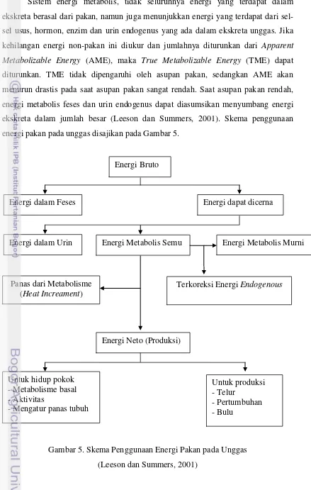 Gambar 5. Skema Penggunaan Energi Pakan pada Unggas 
