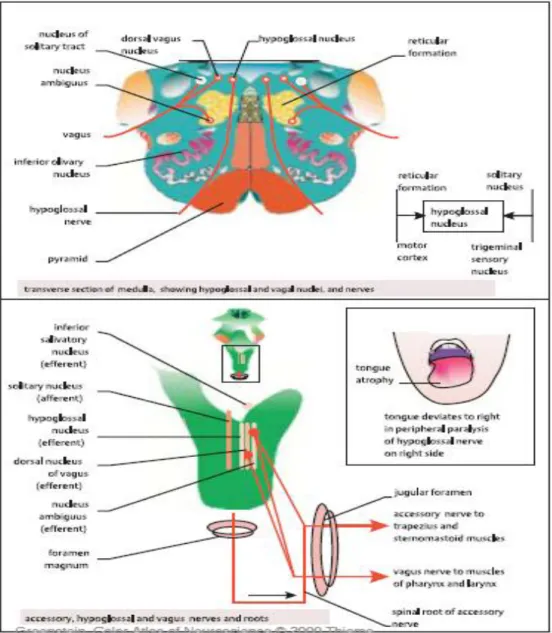 Gambar 17. Nervus XII  10