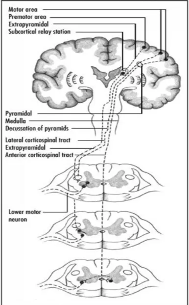 Gambar 3. Jaras pyramidal dan ekstrapiramidal  11