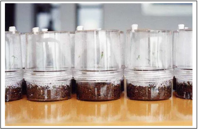 Gambar 2.   Pot plastik yang digunakan untuk menumbuhkan benih tomat secara steril 