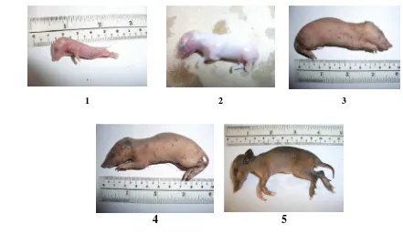 Gambar 12 Perkembangan bayi bandikut (1 ke 5) dalam kantung sampai 