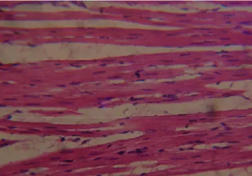 Gambar 9. Gambaran serabut otot  jantung tikus wistar tanpa paparan listrik dengan  mikroskop cahaya Olympus BX 41 pembesaran 400 X  