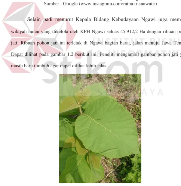 Gambar 1.2 Pohon Jati di Kabupaten Ngawi  Sumber : Dokumentasi Peneliti 