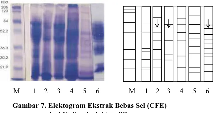 Gambar 7. Elektogram Ekstrak Bebas Sel (CFE)                     dari Kultur Isolat terpilih   