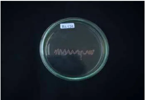 Gambar 12.  Koloni Bakteri R. solanacearum pada                               Medium TTC umur 5 hari