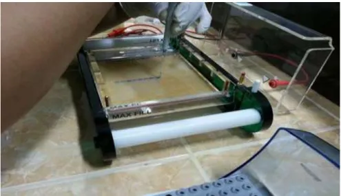 Gambar 5. Elektroforesis gel 