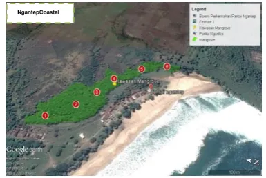 Table 2. The composition of Mangrove species in Ngantep  Coastal 