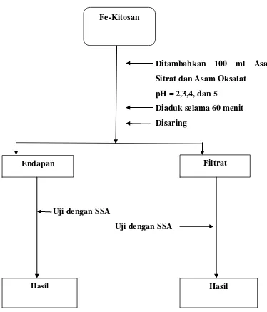 Gambar 3.4: Bagan desorpsi Fe-kitosan dengan larutan asam sitrat dan asam             oksalat pada berbagai variasi pH 