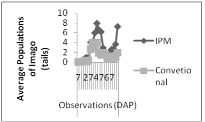 Table 3.  Damage intensity caused by Thrips sp. on IPM 