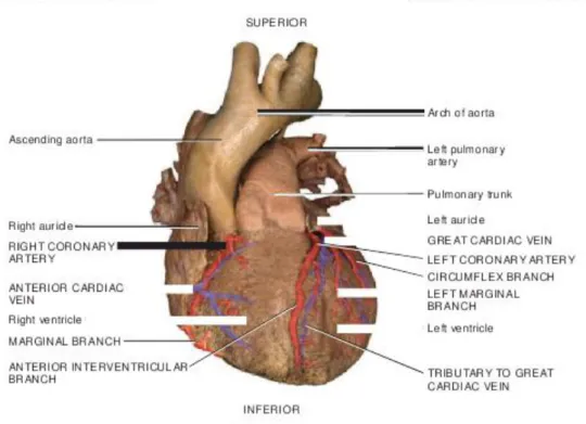 Gambar 1. Anatomi Sirkulasi Koroner 