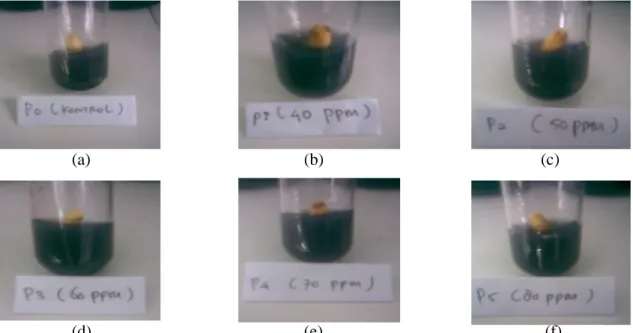Gambar 2. Pengaruh GA3 terhadap daya kecambah embrio kelapa Genjah Salak yang berasal  dari umur buah sembilan bulan  